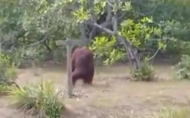 Viral: Orang Utan Muncul di Jalan