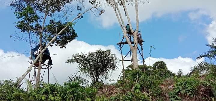 Demi Ilmu, Mahasiswa di Lamandau Rela Panjat Pohon untuk Dapatkan Sinyal Internet
