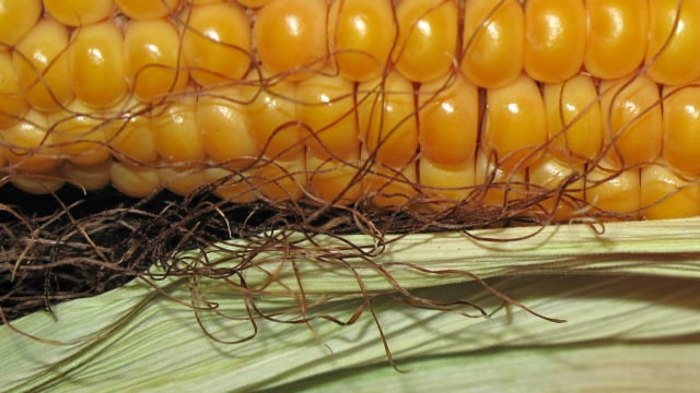 Kenapa Rambut Vagina Tumbuh Lebat dan Keriting?