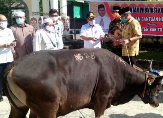 Barito Utara Dapat 20 Sapi Kurban dari Gubernur Kalteng