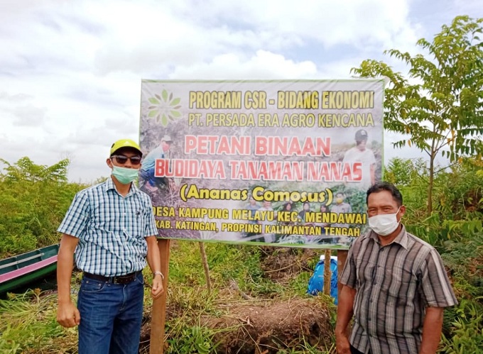 Warga Apresiasi Bantuan Bibit Nanas 2.000 Batang dari PT PEAK