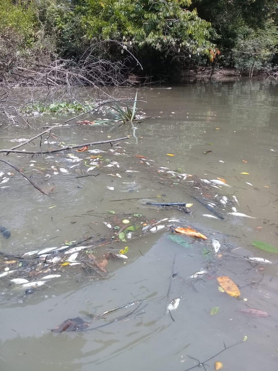 DLH akan Kroscek Dugaan Limbah Berbahaya di Sungai Parenggean