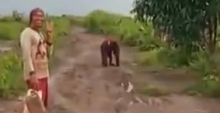 Orang Utan Kembali Muncul di Dusun Seranggas Kotim