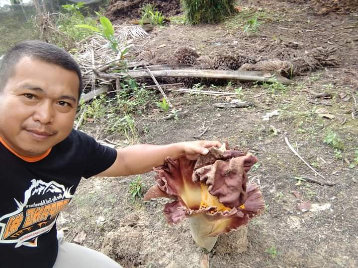 BKSDA Akan Cek Bunga Bangkai di Desa Mekar Jaya