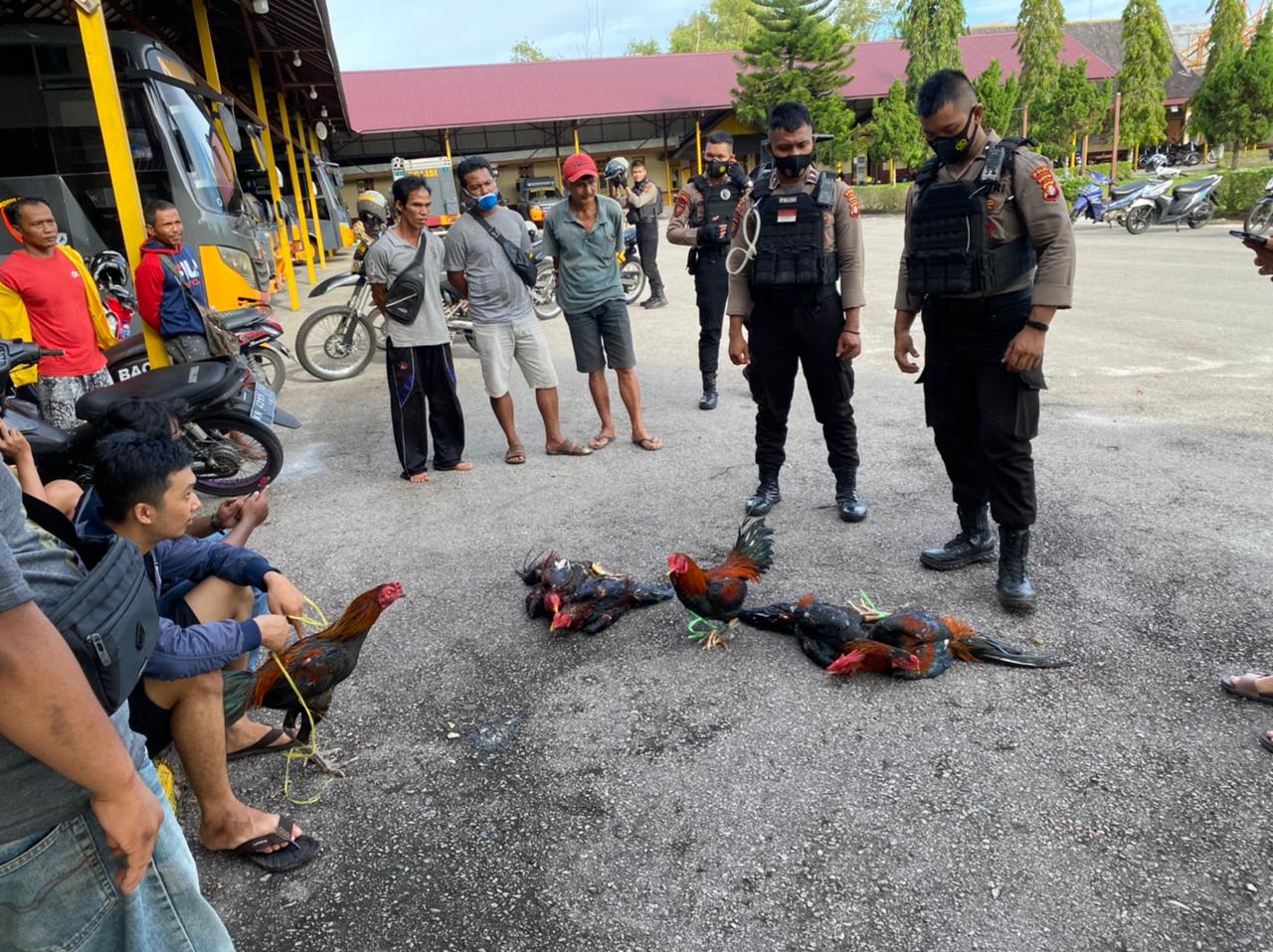 Polda Kalteng Grebek Buluh Merindu, Empat Orang Dimanankan