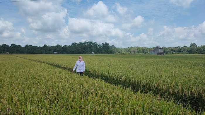 Bupati Kotim Dijadwalkan Ikut Panen Raya di Kota Besi