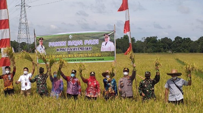 Setahun, Petani Padi di Kota Besi Bisa Panen Hingga Tiga Kali
