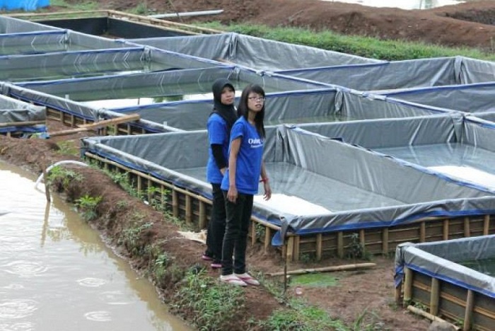 Petani Ikan Milenial Raup Untung Rp 7 Juta Sebulan
