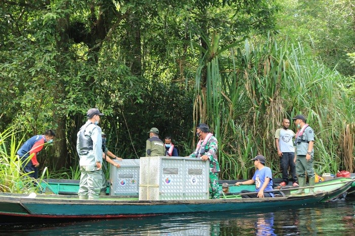 BKSDA dan Lanud Pangkalan Bun Lepasliarkan Beruang Madu dan Orang Utan
