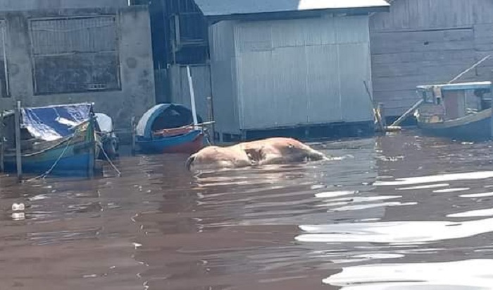 Bangkai Sapi di Das Kumai Gemparkan Warga