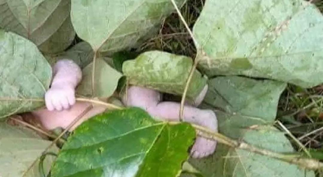 Dibungkus Daun Jati Lalu Dibuang, Bayi Tanpa Busana Ditemukan Dikerumuni Semut