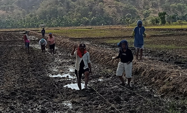 Poktan Binaan Golkar Belu Peringati HUT RI dengan Menanam Horti