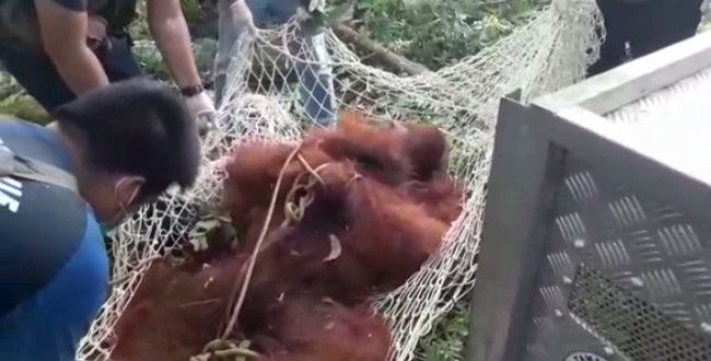 Dor, Bius Ditembakkan untuk Evakuasi Orangutan dari Komplek AURI Lanud Iskandar