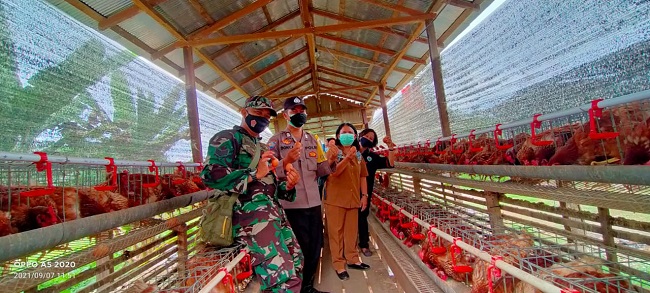 Tingkatkan Perekonomian dengan Budidaya Ternak Ayam dan Ikan Lele