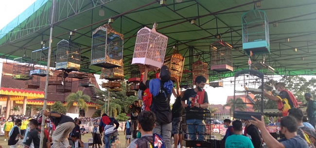 Ribuan Peserta Gruduk Lomba Burung Berkicau DPRD Kobar