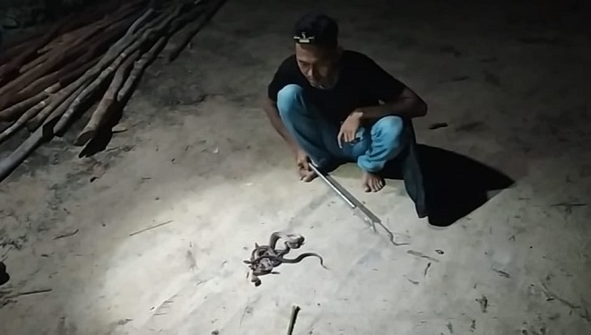 Muncul di Tempat Wisata, Ular Viper Buat Resah Warga Pesisir
