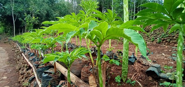 Cocok Dibudidayakan di Kobar, Yuk Simak Fakta Tentang Tanaman Porang