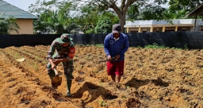 Dukung Ketahanan Pangan, TNI Aruta Sulap Lahan Terbengkalai Jadi Area Perkebunan