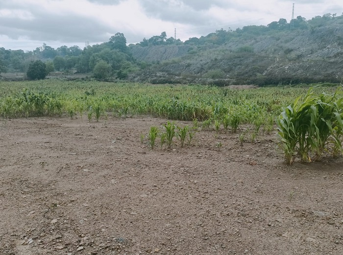 Petani Sebut Tanaman Jagung di Food Estate Telah Gagal