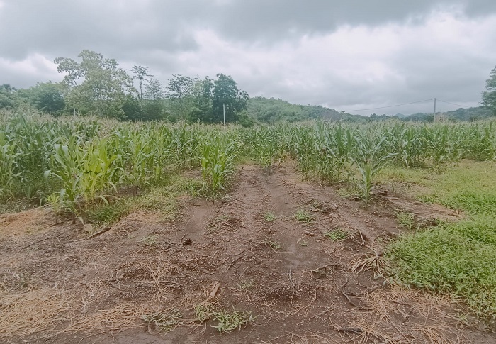 Petani Anggap Food Estate Gagal, Kabid Pertanian: Tanya ke Pejabat Lama