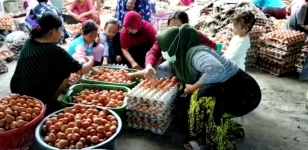 Truk Angkutan Telur Terguling, Isinya Dijarah Warga