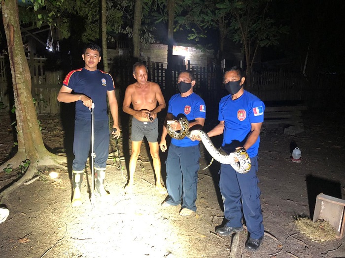 Ular Piton Sepanjang 3 Meter Diamankan dari Kandang Ayam Milik Warga