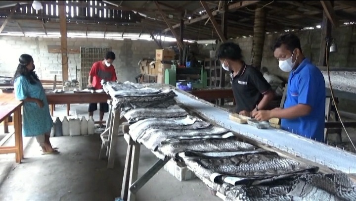 Pemasaran Kulit Ular Asal Kobar Tembus ke Eropa