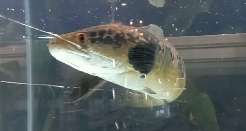 Bun.. Ikan Peyang Bukan Cuma Buat Ikan Asin, Dijual Jadi Puluhan Juta lho!