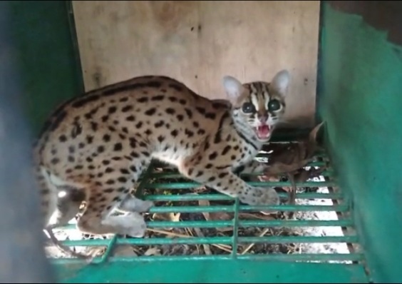 Kucing Hutan Ini Mangsa Ayam Milik Warga Seruyan