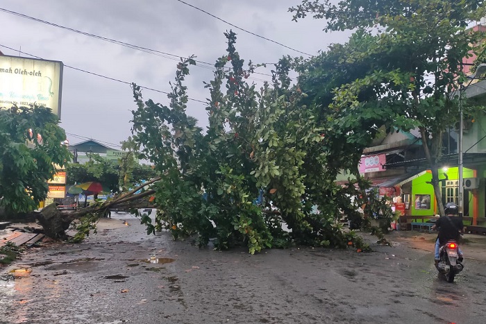 Angin Kencang di Sampit Sebabkan Pohon Tumbang