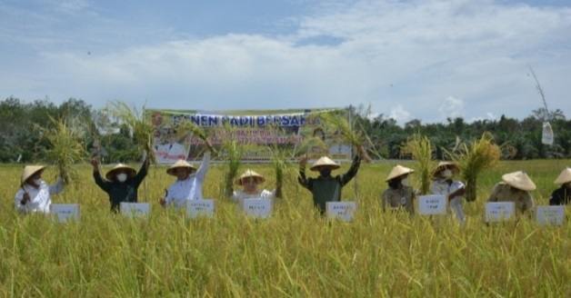 Bupati Panen Padi Bersama di Desa Palih Baru: Pertanian Jadi Skala Prioritas