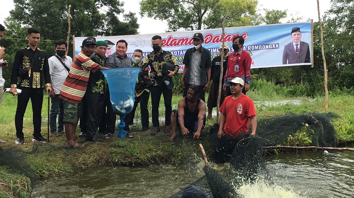 Bupati Halikinor Panen Ikan Patin Hasil Tambak Pokdakan Alam Salju Sejahtera