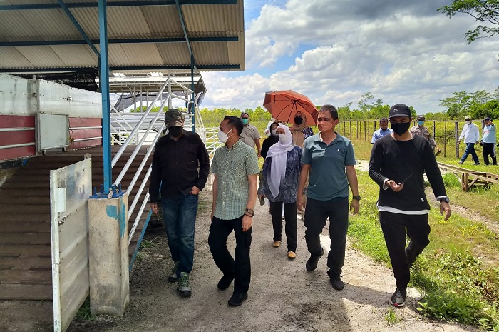 AWK Farm Siap Swasembada Daging Kambing Cross Boer di Palangka Raya