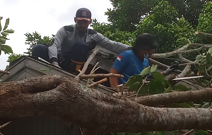Hujan Deras-Angin Kencang, Pohon Tumbang Timpa Rumah Warga di Arsel