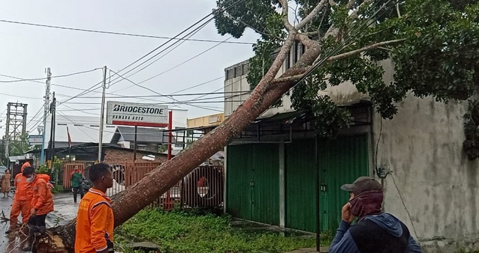 Cuaca Ekstrem, Pohon Tumbang Timpa Gudang Sparepart di Pangkalan Bun