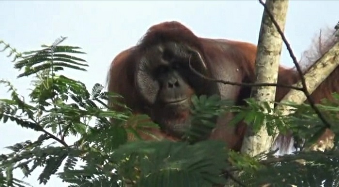 Geger! Orangutan Ukuran Jumbo Masuk Perkampungan Sungai Bedaun