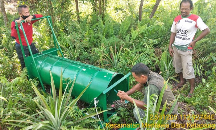 Beruang Ngamuk di Sampit, Kebun Nanas dan Kandang Ayam Milik Warga Dirusak