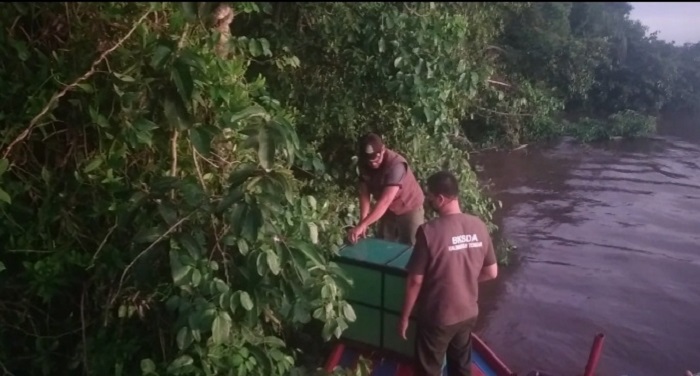 Bakantan Hasil Evakuasi BKSD Pos Sampit Akhirnya Dilepasliarkan