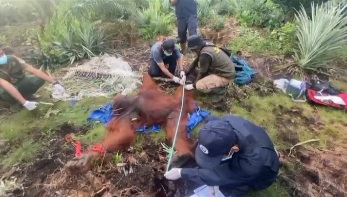 Sobirin si Orangutan Ngamuk Saat akan Dilepasliarkan di Lamandau