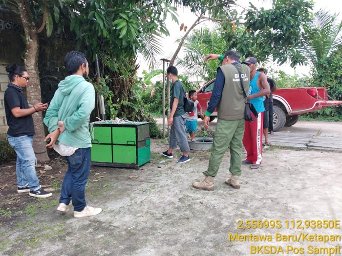Warga dan Petugas Kewalahan Saat Evakuasi Seekor Bakantan Jantan