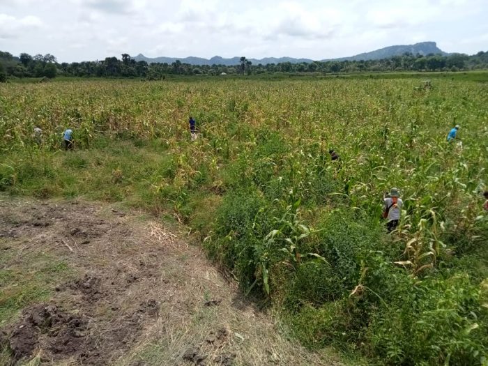 Plt Kadis Pertanian dan Kabid Tanaman Pangan Bungkam Soal Data Food Estate di Belu