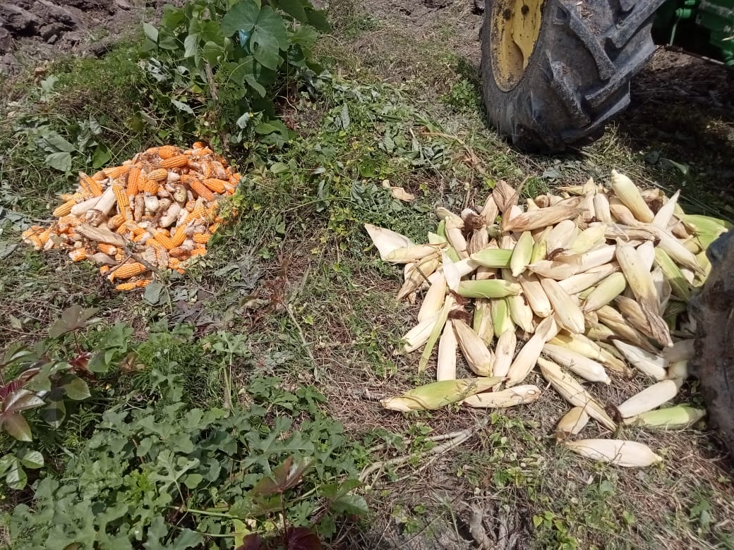 Beginilah Kondisi Terkini Food Estate Rotiklot