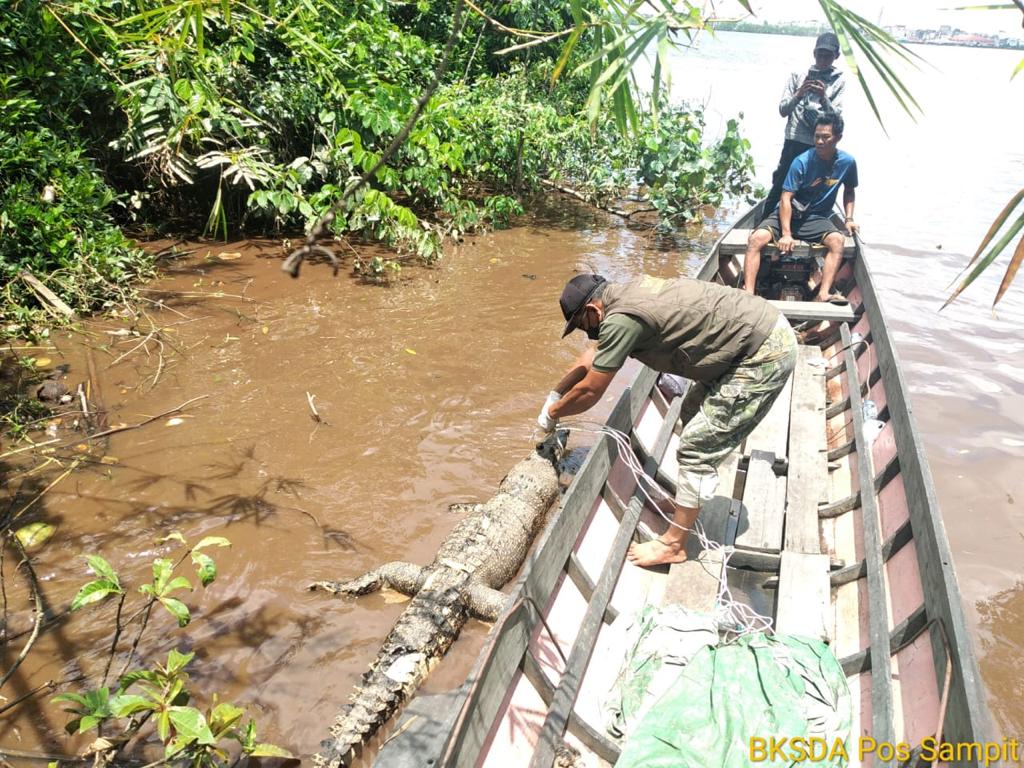 BKSDA Temukan Bangkai Buaya di Pulau Hanaut