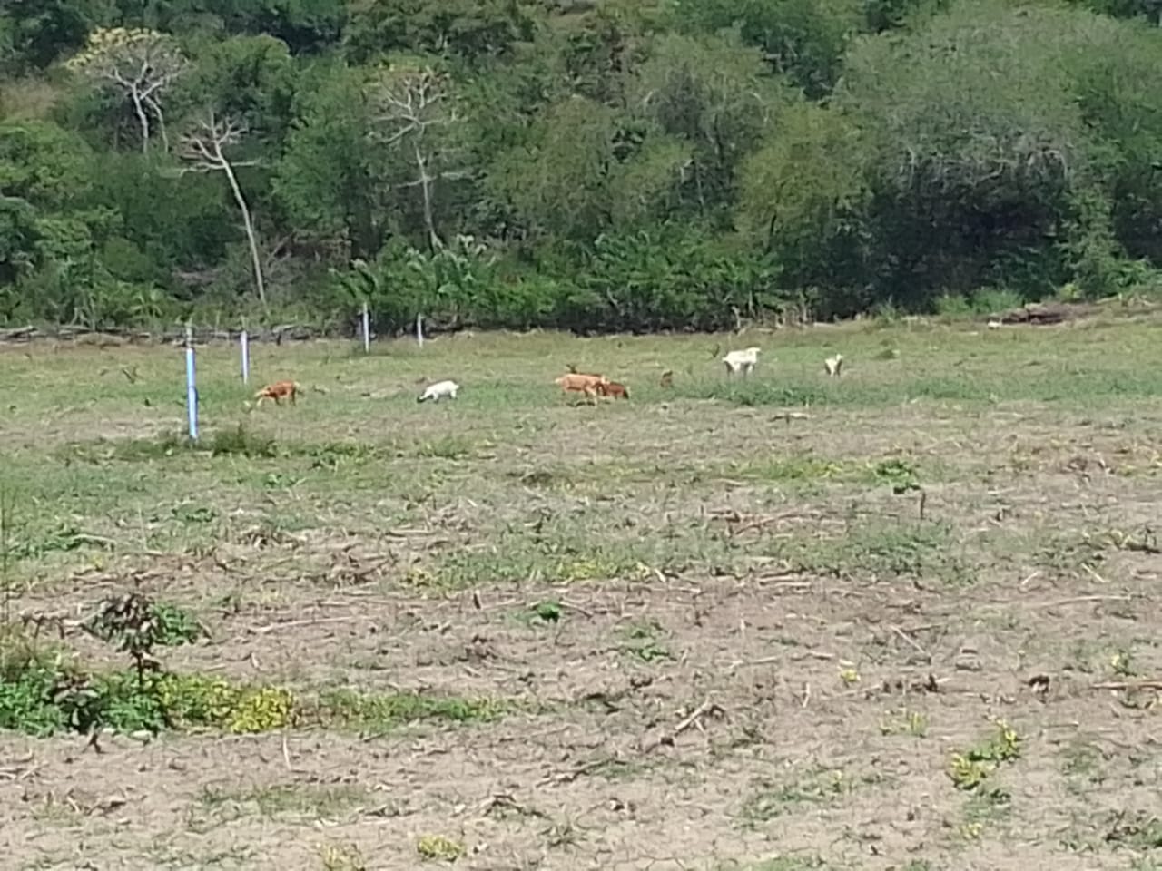 Duh! Food Estate Rotiklot Malah Jadi Tempat Pelihara Kambing, Ini Kata Instansi Terkait
