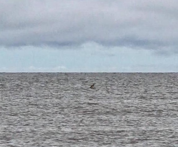 Buaya Muara Terekam Kamera Warga di Pantai Ujung Pandaran