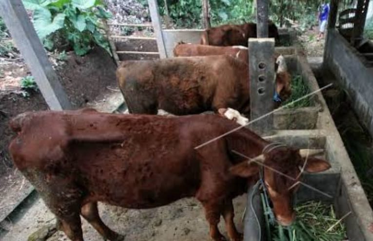 Duh! Wabah PMK Diduga Masuk Kobar, Akankah Stok Hewan Kurban Idul Adha Terganggu?