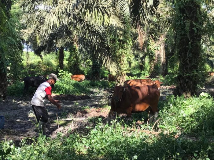 Ternak Sapi Warga pada Sejumlah Kecamatan di Kotim Terindikasi Penyakit Mulut dan Kuku