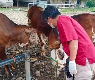 Hadapi PMK, DKPP Himbau Masyarakat Tetap Tenang dan Waspada