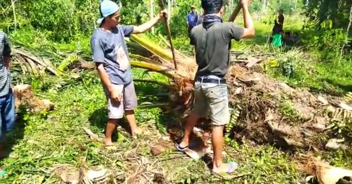 Yudhi Hudaya: Pengolahan Nira Sawit Jadi Gula Merah Punya Potensi yang Menjanjikan