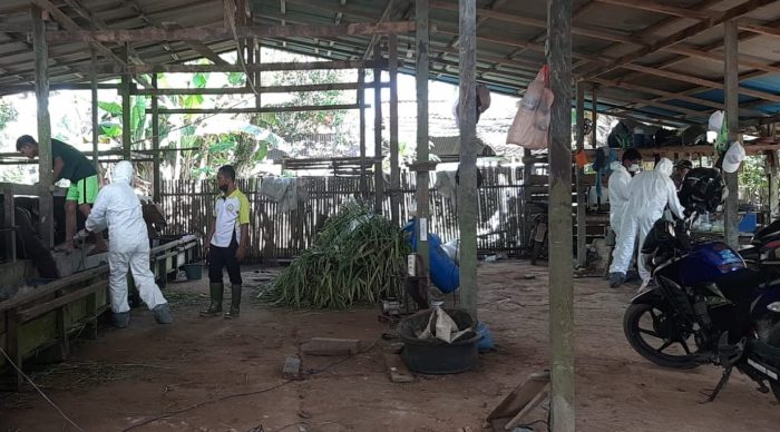 Nestapa Status Siaga Wabah PMK Sapi di Kobar Jelang Idul Adha